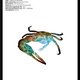 Illustration for article titled The Crab Nebula as a Crab, and More Zoological Space Porn
